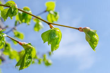 Close up shot of leaf emerging from bud on tree in spring with shallow depth of field. Concept of growth in nature.
