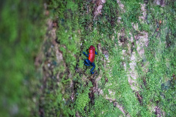 Blue jean frog on tree trunk, close up
