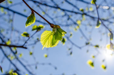 Close up shot of leaf emerging from bud on tree in spring with shallow depth of field. Concept of growth in nature.
