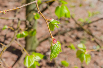Close up shot of leaf emerging from bud on tree in spring with shallow depth of field. Concept of growth in nature.
