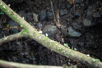 Leafcutter ants on branch