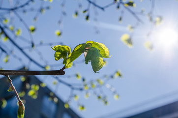 Close up shot of leaf emerging from bud on tree in spring with shallow depth of field. Concept of growth in nature.