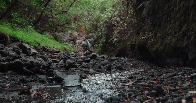 small stream in the middle of a forrest jungle. creak in a green forrest
