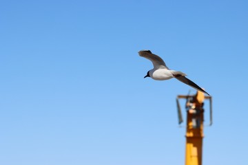 Seagull flying on the sky