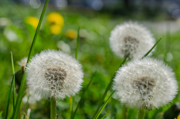 Close up shot of fluffy blowball of dandelion flower on green meadow. Light seeds on flower ready to fly away.