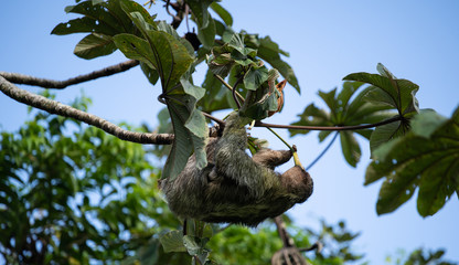 Sloth eating flower, side profile
