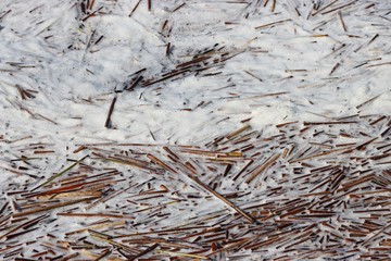 Dry pieces of cattail (Scirpus) on the river water. © Alex 