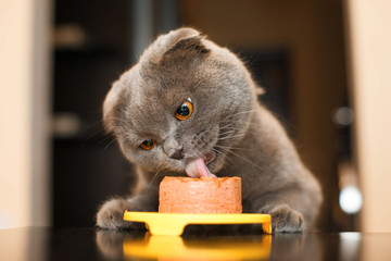 Cutie cat is eating delicious pate
