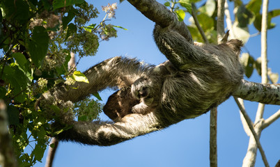 Sloth with baby, hanging, close-up