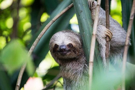 Close-up of three-toed sloth hanging from tree