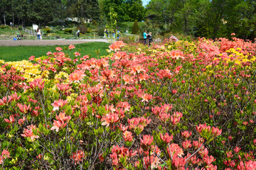 A beautiful evergreen rhododendron shrub with pink, yellow, and orange flowers in spring landscape of a botanic garden.