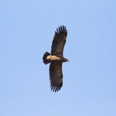 eagle in flight