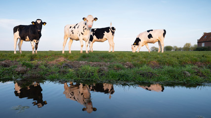 black and white cows in green meadow reflected in water of canal