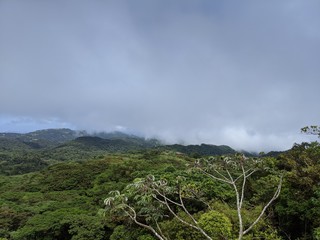 Costa Rica Cloud Forest Monteverde