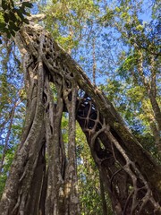Old hollow Ficus tree, Costa Rica