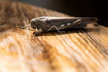 camouflaged cricket on wooden table