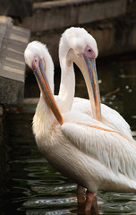 family of pelicans on the zoo pond