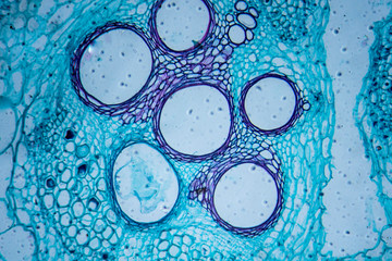Microscopic image of pumpkin stem (cross-section)