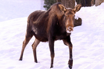 wildlife animal moose in the winter white snow