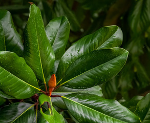 magnolia tree leaves closeup in the rain © Kort Feyerabend