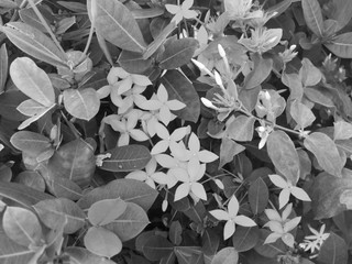 flowers in black and white 