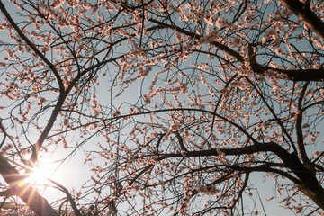 Obraz premium Cherry blossom with tender light pink color on the blue sky background. Tree at sun time in trendy pastel colors