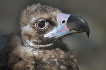 close up of an eagle