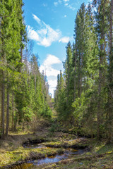 Fototapeta na wymiar forest in the mountains with small river