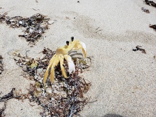 caranguejo, siri, areia, animal, selvagem, praia, natureza, selvagem