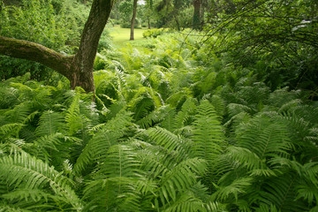 Lush ferns in the woods