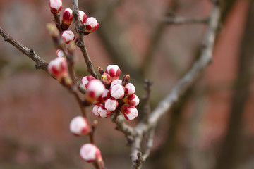 pink flowers and buds of apricot tree, spring background