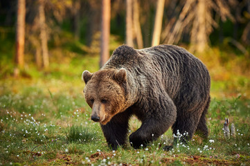 Obraz premium Male brown bear (Ursus arctos)
