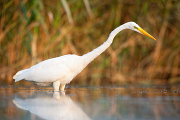 Attentive great egret, ardea alba, looking into water in marsh in autumn. Concept of pursuit in...