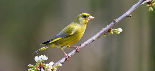 Männlicher Grünfink