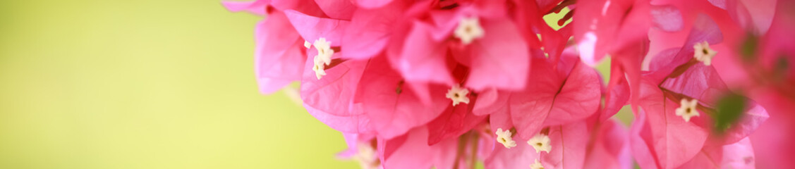 Close up nature beautiful view pink Bougainvillea on blurred greenery background under sunlight with bokeh and copy space using as background natural plants landscape, ecology cover page concept.
