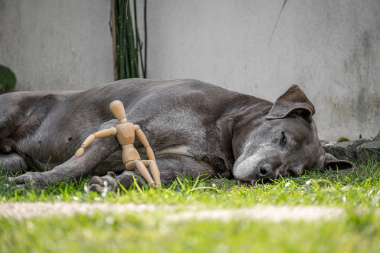 boneco manequim de madeira articulado sentado em cima de c&atilde;o cinza a dormir na relva