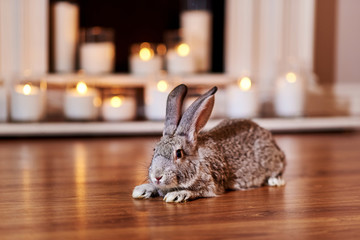 Beautiful grey rabbit chinchilla breed poses indoors