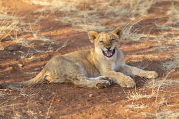 Lion Cub in South Africa