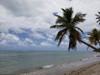 coqueiros, palmeiras, praia, paraíso, natureza, férias, 