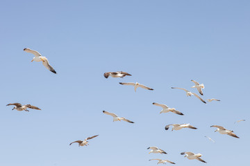 sea gulls on the sand