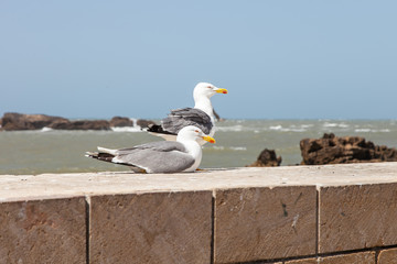 sea gulls on the sand