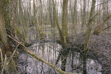 Spring full river between bare trees in the forest. Concept of flood or overflow. Spring landscape.