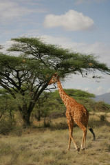 Reticulated Giraffe in Samburu National Preserve, Kenya Africa