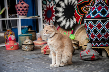 red cat in the Arab Bazaar
