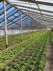 greenhouse with plants