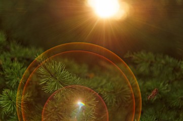 spruce branch and a ray of sunshine