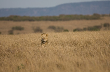 Lions on the Masai Mara Preserve, Kenya Africa