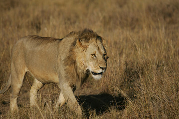 Lions on the Masai Mara Preserve, Kenya Africa