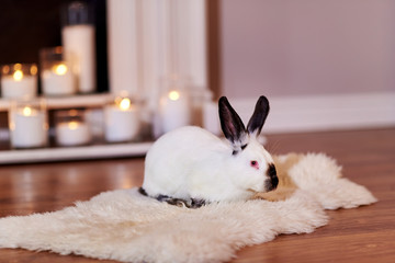 Beautiful californian rabbit poses indoors