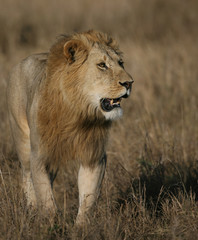 Naklejka na ściany i meble Lions on the Masai Mara Preserve, Kenya Africa